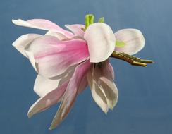 impressively beautiful Magnolia Mirrored