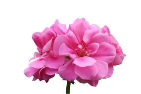 wonderful Geranium Violet Pink