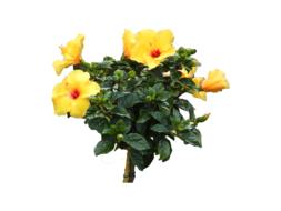 unusually beautiful hibiscus yellow flowers
