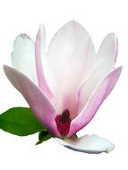 Beautiful pink and white magnolia flower with green leaves at white background