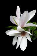 incredibly beautiful Magnolia Tender