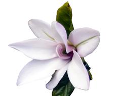 fabulous Magnolia Tender Pink