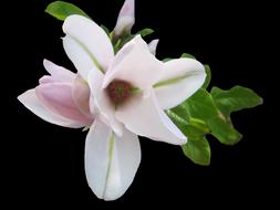 extraordinarily beautiful Magnolia Tender