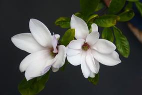 Magnolia white flowers