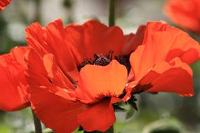perfect Poppy Orange Red