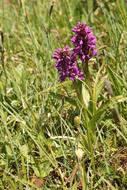 Orchid In The Peat Soil Two