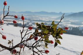 Rose Hip Frozen Wild Bush