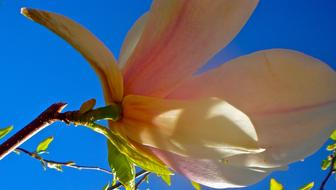 large photo of a white magnolia bud