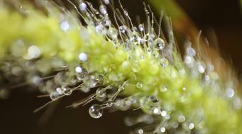 Dewdrop Dew Water Drop Of