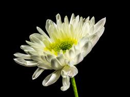 wonderful white and yellow Bloom at dark background