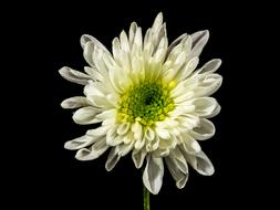 extraordinarily beautiful white Flower