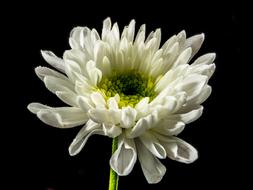 white Flower black background