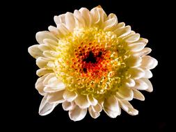 Flower White Yellow red