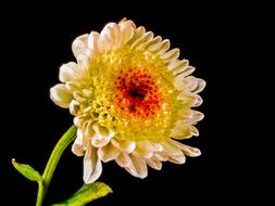 fabulous Blossom