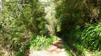 Madeira Portugal Levada