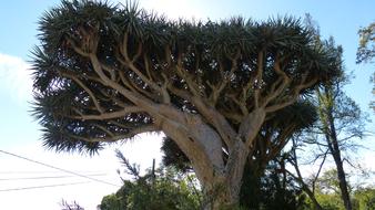 Dragon Tree Madeira Portugal