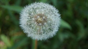 perfect Dandelion