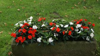 Flower Box Bed Bloom
