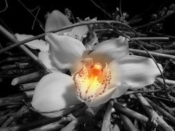 incredibly beautiful Orchid Flower