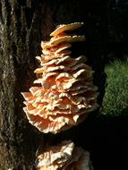 orange color multilevel Tree Fungus close up