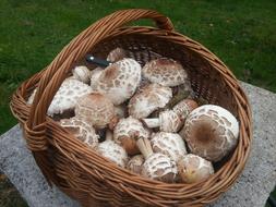 Mushroom Basket Parasol