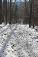 Winter Trees