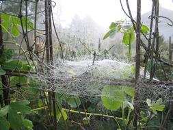 Spider Web Mist Leaf
