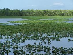 St John&#39;S River Florida Hontoon