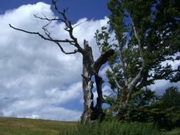 Weather Beech Hollow Tree Trunk
