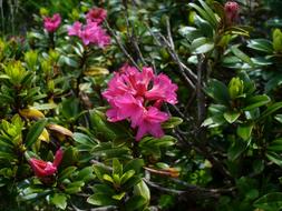 Alpine Roses Almenrausch