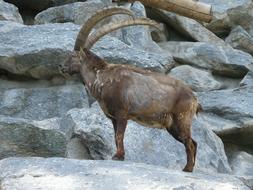 Capricorn in Alpine Zoo