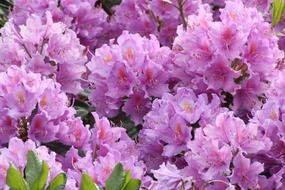 Rhododendron Flowers Close