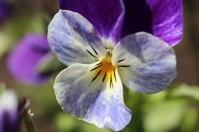 Pansy Flowers Close Up
