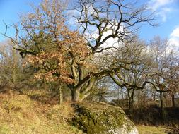 old oak tree on rock at fall