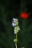 Jacob'S Ladder Garden Blossom