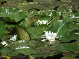 unusually beautiful Water Lilies Green