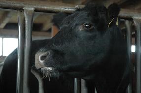 Beef Angus