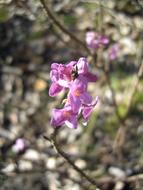 absolutely beautiful Daphne Flower Spring