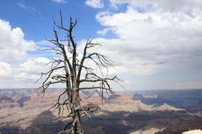 Tree Death Colorado