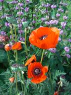 fabulous Klatschmohn Poppy