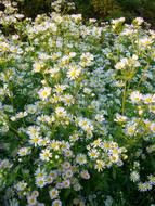 white bush of bright aster ericoides