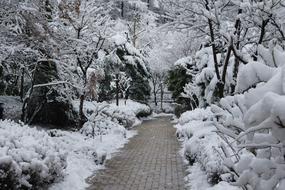 Snow Flower Winter