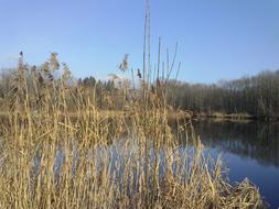 Reed Lake