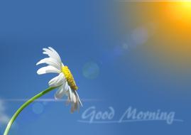 Marguerite as a good morning