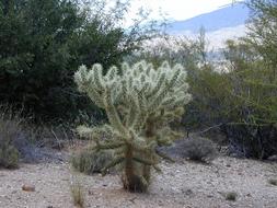 Cylindropuntia Bigelovii Cholla cactuses