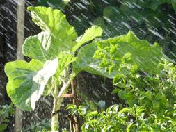 Kale Rain