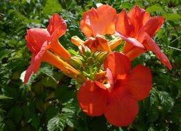 Flower Close Up orange