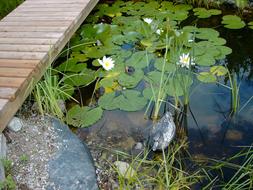 Pools Water Lilies