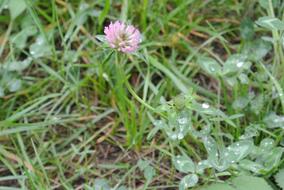 Klee Clover Flower Grass