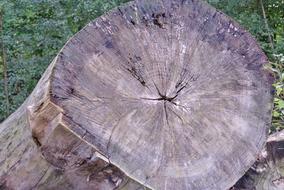 Annual Rings Tree Bark